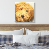 Australian Labradoodle Canvas Afdruk (Insitu (Slaapkamer))