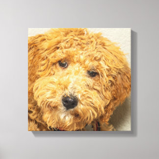Australian Labradoodle Canvas Afdruk