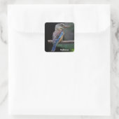 Australian Laughing Kookaburra Bird Vierkante Sticker (Tas)