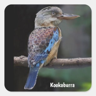 Australian Laughing Kookaburra Bird Vierkante Sticker