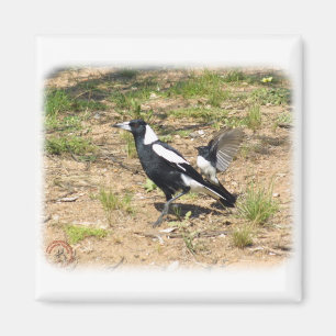 Australian Magpie gemobbyd door Willie Wagtail 9 Magneet