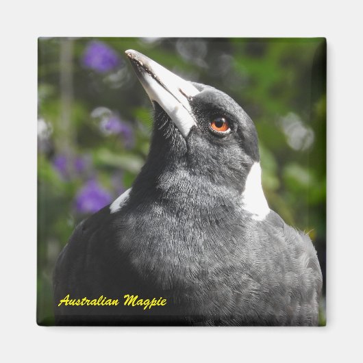 Australian Magpie Magneet (Voorkant)