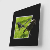 Australian Magpies that Standout, Vierkante Klok (Hoek)