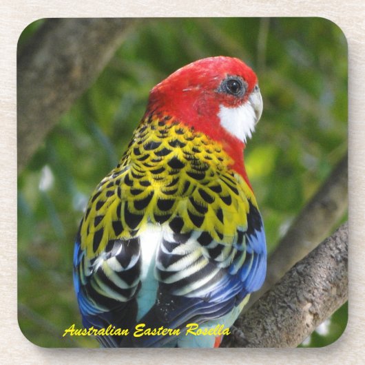 Australian Male Eastern Rosella Onderzetter (Voorkant)