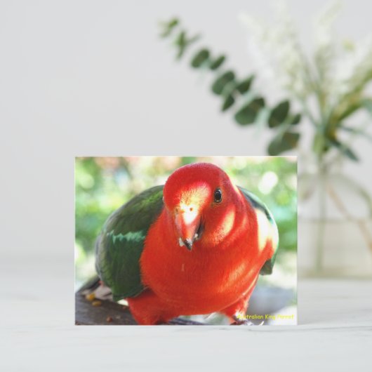 Australian Male King Parrot Briefkaart (Staand voorkant)