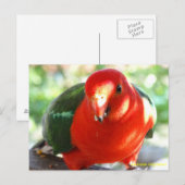 Australian Male King Parrot Briefkaart (Voorkant / Achterkant)