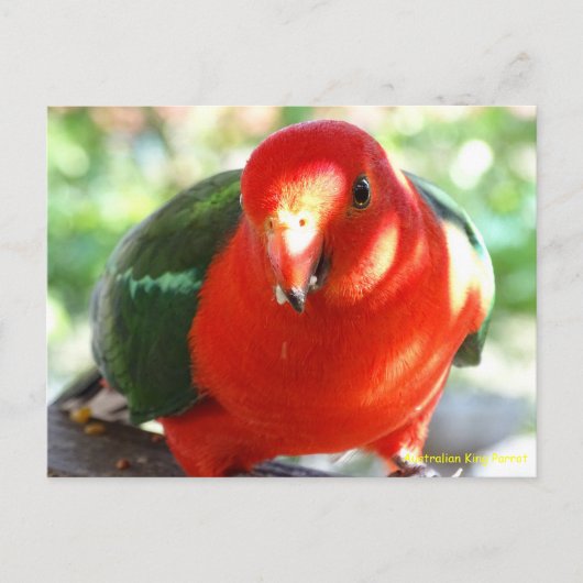 Australian Male King Parrot Briefkaart (Voorkant)