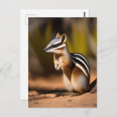 Australian Numbat, Briefkaart (Voorkant / Achterkant)