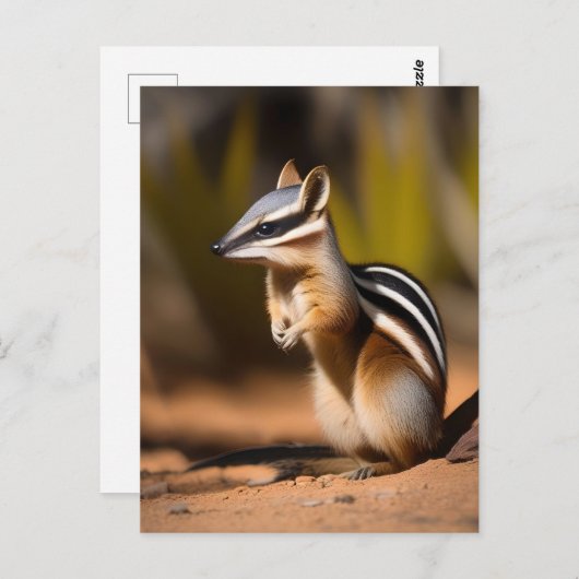Australian Numbat, Briefkaart (Voorkant / Achterkant)