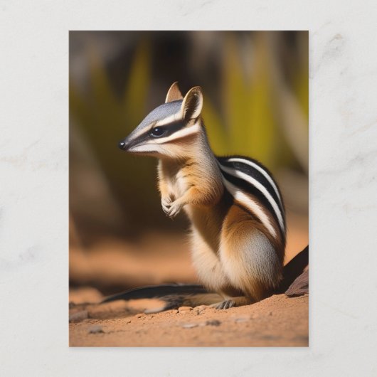 Australian Numbat, Briefkaart (Voorkant)