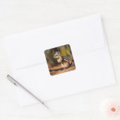 Australian Numbat, Stickers (Envelop)
