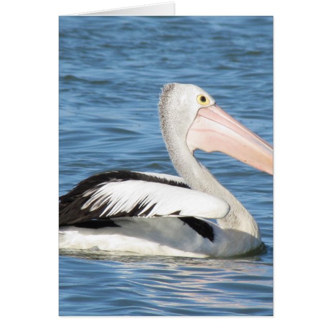 Australian Pelican (Voorkant)