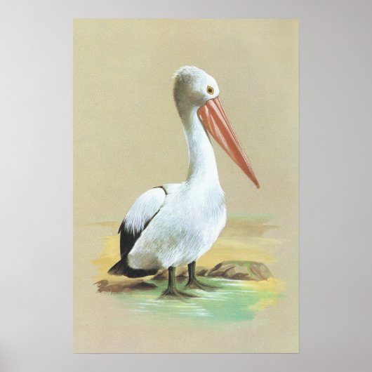 Australian Pelican - Pelecanus conspicillatus Poster (Voorkant)