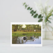 Australian Pelicans, Kakadu National Park, NT Briefkaart (Staand voorkant)