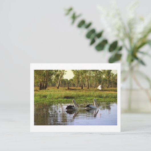 Australian Pelicans, Kakadu National Park, NT Briefkaart (Staand voorkant)