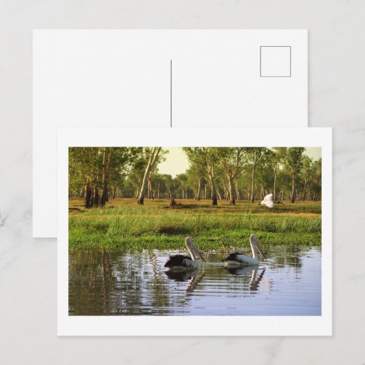 Australian Pelicans, Kakadu National Park, NT Briefkaart (Voorkant / Achterkant)
