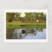 Australian Pelicans, Kakadu National Park, NT Briefkaart (Voorkant)