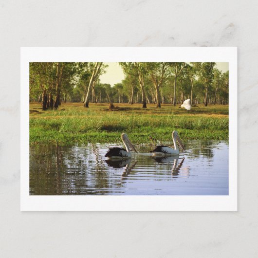 Australian Pelicans, Kakadu National Park, NT Briefkaart (Voorkant)