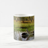 Australian Pelicans, Kakadu National Park, NT Koffiemok (Center)