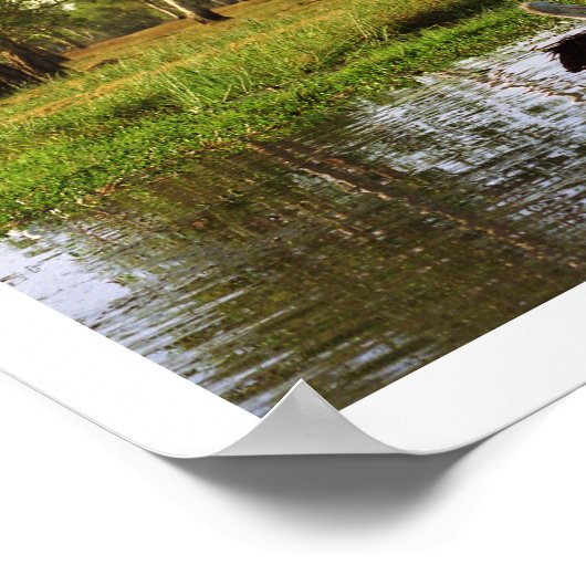 Australian Pelicans, Kakadu National Park, NT Poster (Hoek)