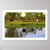 Australian Pelicans, Kakadu National Park, NT Poster (Voorkant)