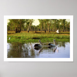 Australian Pelicans, Kakadu National Park, NT Poster