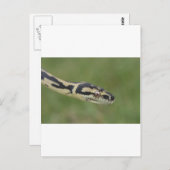Australian Python Briefkaart (Voorkant / Achterkant)