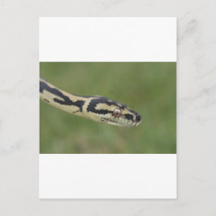 Australian Python Briefkaart