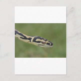 Australian Python Briefkaart