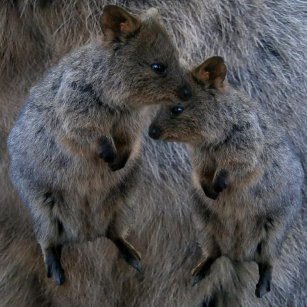 Australian Quokkas On Quokka Fur, Dames Singlet Tanktop