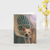 Australian Red Border Collie Kaart (Gele Bloem)