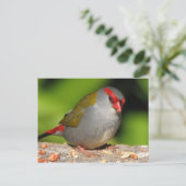 Australian Red-Browed Firetail Finch Briefkaart (Staand voorkant)
