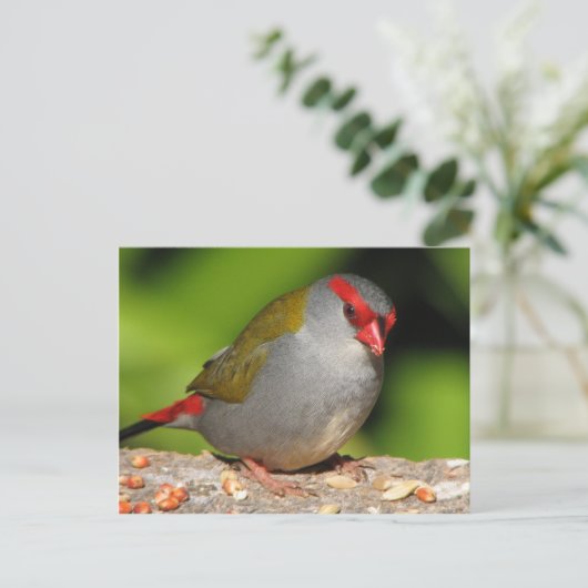 Australian Red-Browed Firetail Finch Briefkaart (Staand voorkant)