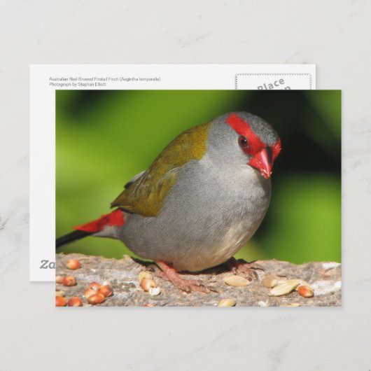 Australian Red-Browed Firetail Finch Briefkaart (Voorkant / Achterkant)