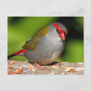 Australian Red-Browed Firetail Finch Briefkaart