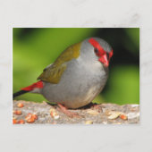 Australian Red-Browed Firetail Finch Briefkaart (Voorkant)