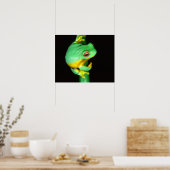 Australian Red Eye Treefrog, Litoria chloris Poster (Keuken)