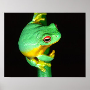 Australian Red Eye Treefrog, Litoria chloris Poster