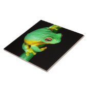 Australian Red Eye Treefrog, Litoria chloris Tegeltje (Zijkant)