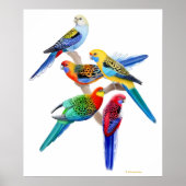 Australian Rosella Parrots Print (Voorkant)