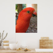 Australian Rosella Poster (Keuken)