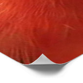 Australian Rosella Poster (Hoek)