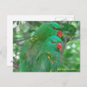Australian Scaly Breasted Lorikeets Briefkaart (Voorkant / Achterkant)