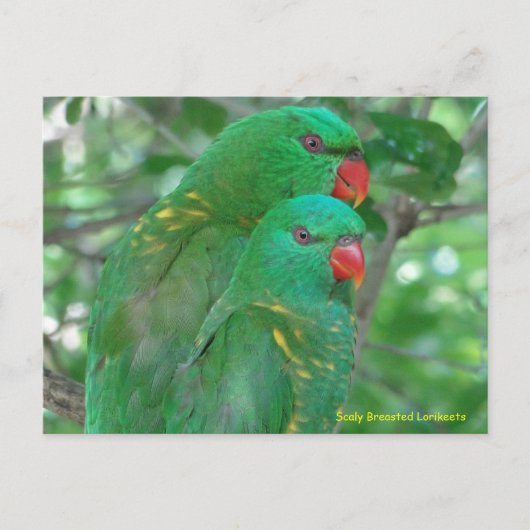 Australian Scaly Breasted Lorikeets Briefkaart (Voorkant)