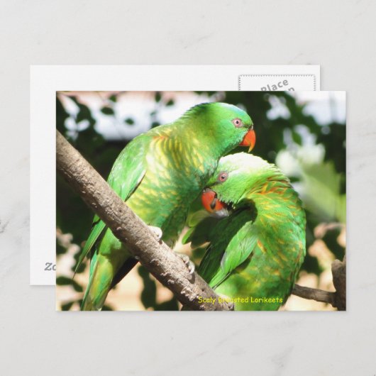 Australian Scaly Breasted Lorikeets Briefkaart (Voorkant / Achterkant)