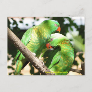 Australian Scaly Breasted Lorikeets Briefkaart