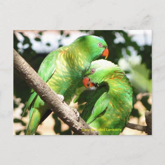 Australian Scaly Breasted Lorikeets Briefkaart (Voorkant)