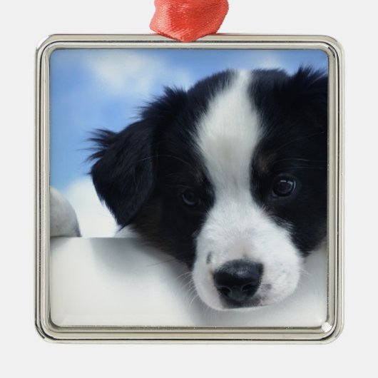 Australian Sheepdog Puppy Metalen Ornament (Voorkant)