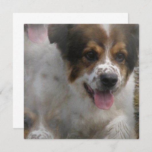 Australian Sheherd Puppy Invitation Kaart (Voorkant / Achterkant)