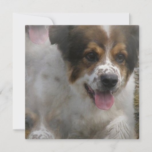 Australian Sheherd Puppy Invitation Kaart (Voorkant)